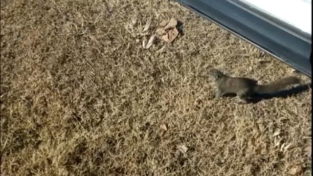 会上车的小宠物