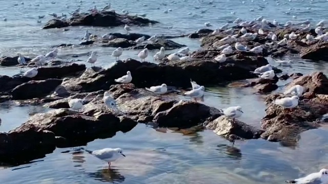 这海鸥好吃吗？