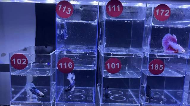 我发布了一个新视频，快来围观吧！