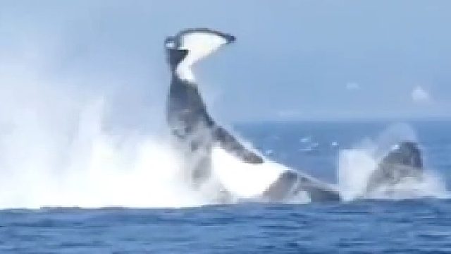 鲸鱼手贱时刻，海狮：你礼貌吗？