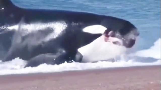 鲸鱼憨憨为何搁浅，原来是因为贪吃