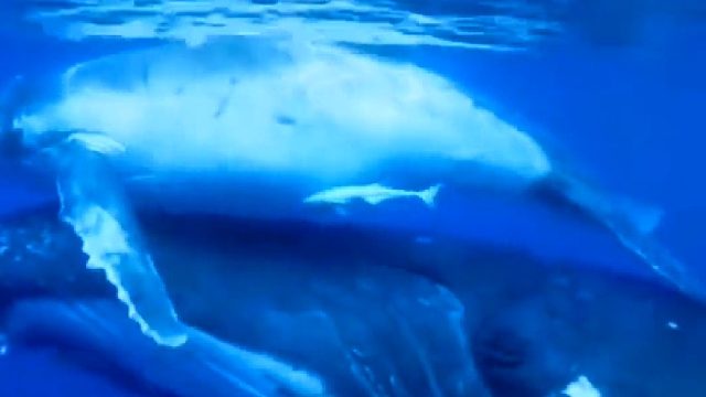 鲸鱼妈妈托起小宝宝游向渔船求助人类相救