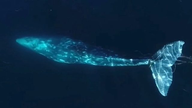 鲸鱼围绕救生艇感谢