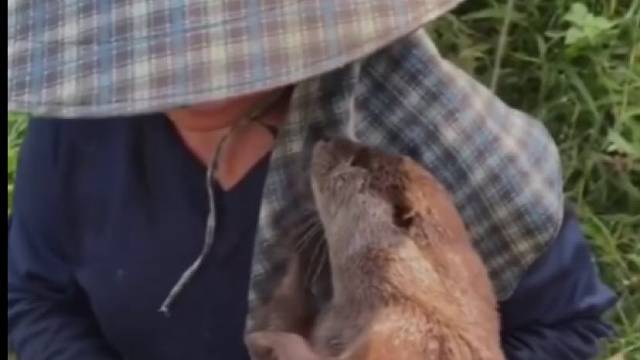 一位奶奶偶然救助了，一只受伤的小水獭，不料差点被它赖在家里