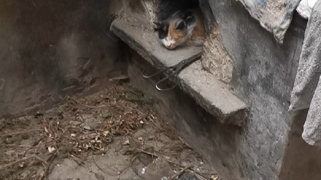烧火猫
