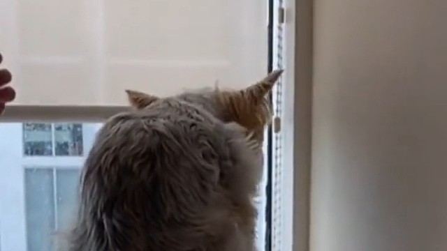 让狗子坐上猫爬架有什么反应