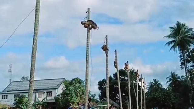 这猴子摘的比人快多了。