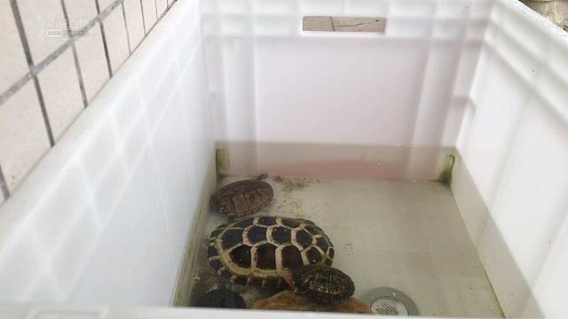 蛋龟水龟观赏片