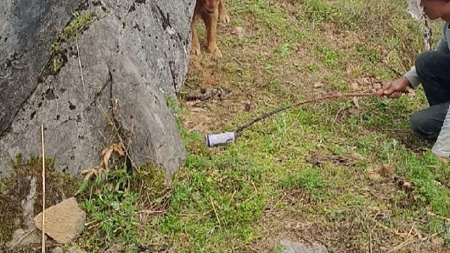 狗子大战小蛇hhh