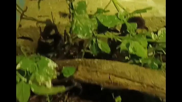 好久不见毛毛虫了