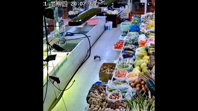 鱼：哈哈，我又出来蹦哒啦