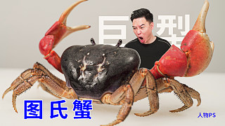 試吃巨型圖氏蟹，切開的那一刻，我破防了
