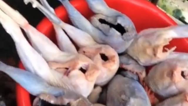 养殖户用锦鲤帮忙拔鸡毛，网友：这才是真正的口水鸡