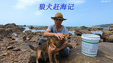 阿平带着爱犬赶海抓了不少海鲜，之后烤起了原汁原味的海鲜大餐