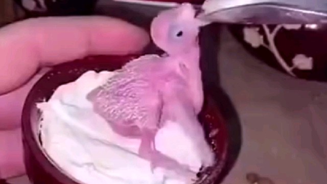 手养鹦鹉38天全过程，真是又当爹又当妈