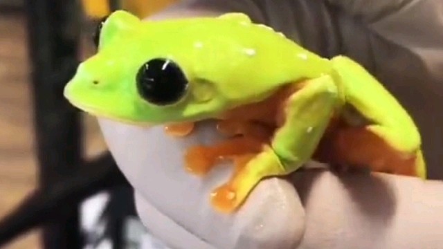 可爱的“要命”…