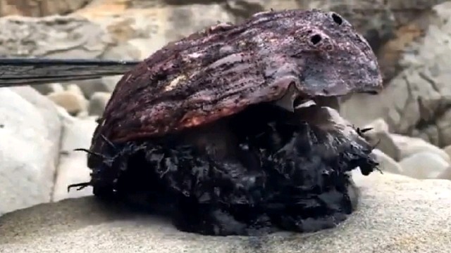 原来鲍鱼是这样走路的…