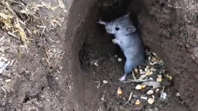 老鼠：你不要过来呀…