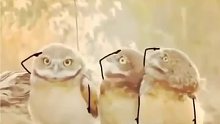 猫头鹰们真实的样子！