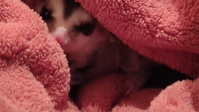 看我的小蜜，是只弟弟