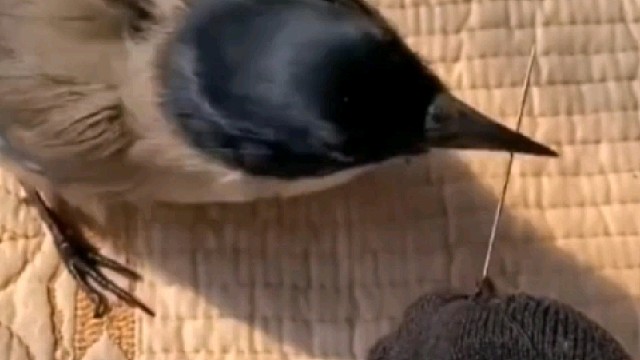 万物有灵！收养的灰喜鹊把主人当亲人，补袜子时给拽针引线