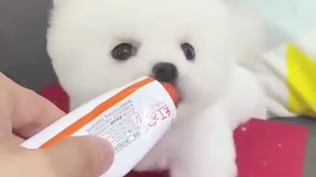修狗吃得真香