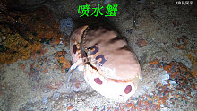 大海退潮后，阿平赶海抓了一只喷水蟹，还抓了海胆和猪崽螺