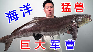 盤一條40幾斤的海洋猛獸，巨大軍曹魚，涮麻辣火鍋賊上頭