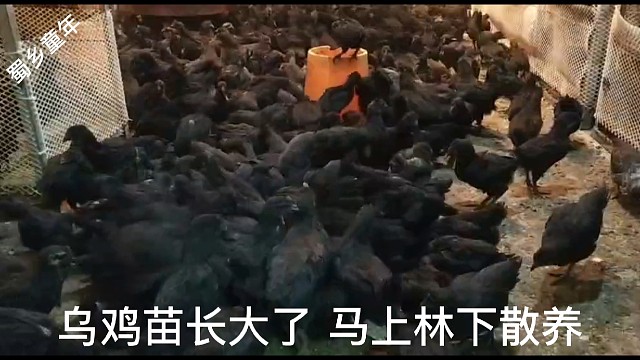 黑风乌鸡绿壳鸡蛋林下散养土鸡土鸡蛋好吃好喝好环境孕育好鸡蛋