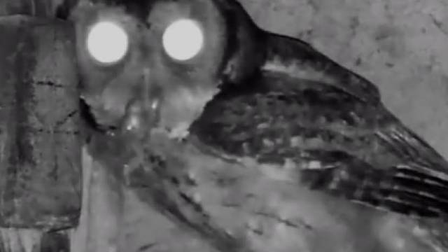 猫头鹰:为了孵蛋的老婆拼好了