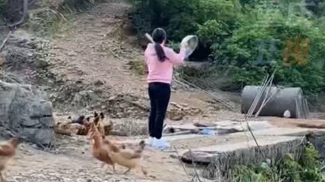 亲眼所见，“飞鸡”中的“战斗鸡”……