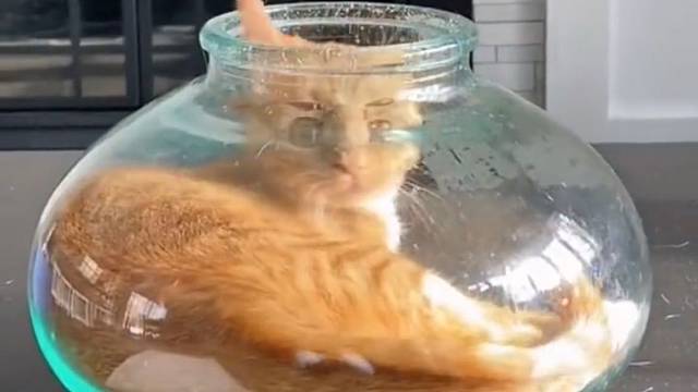 玻璃罐：我装不下！猫咪：不！你装得下。