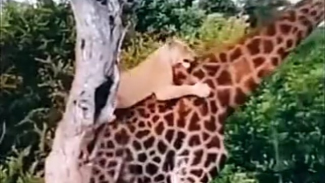 太长时间不洗澡，身上都长狮子了