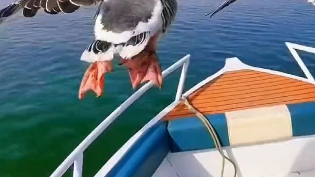 你是等奶油小蛋糕吗？