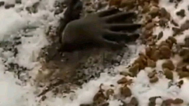 外国一网友喂猫时把猫粮撒在了雪上，于是出现了这可怕的一幕