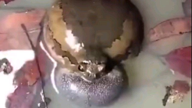 田蛙开启了贤者模式