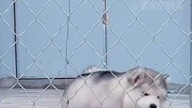 不好意思，网卡了