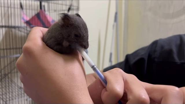 松鼠幼崽喂奶日常