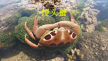 退潮后阿平赶海抓了一只漂亮的馒头蟹，还遇到了花海螺和海鳗鱼