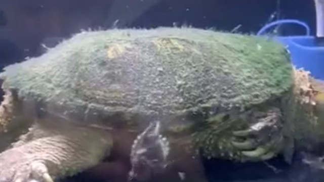 这大概就是童年的快乐吧