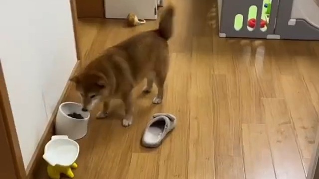 对于狗狗来说太难抉择了