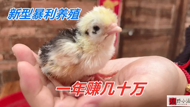 3种新型暴利养殖，孵化成功了，随便从事哪个，年入几十万很容易