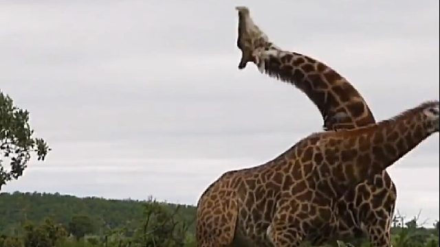 长颈鹿打架脖子被打歪了