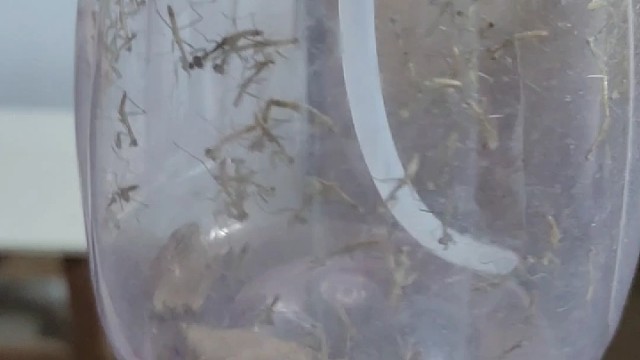 季节到了，天气暖了，小家伙们都出来了，放到树上专吃坏虫