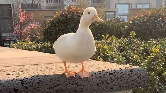 鸭生无常，大肠包小肠