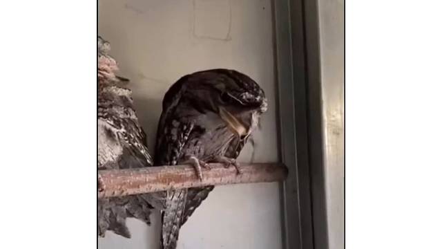 我呢，我吃的呢