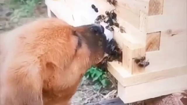 吃的时候有多香，最后受多大的罪哦。