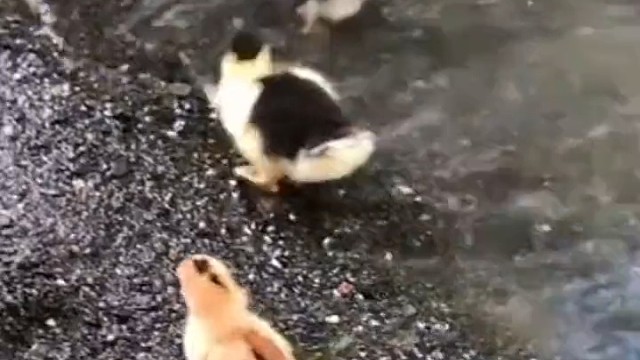 鸭妈妈的鸡宝贝