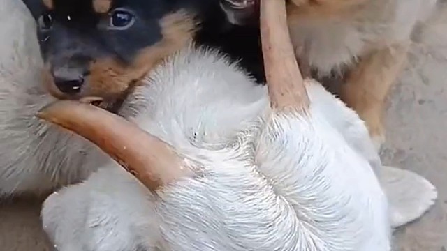 这磨牙棒有点厉害呀