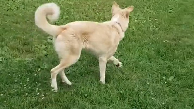 大白狗：医生没说有这症状啊